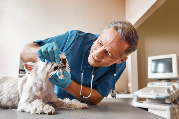 Best Emergency X-Rays and Diagnostics in Algonquin, IL